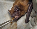 Noctule