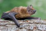 Noctule