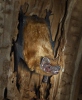 Noctule commune