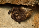 Northern Bat