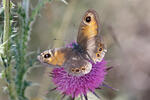 Northern Wall Brown