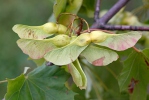 Norway Maple