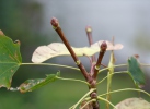 Norway Maple