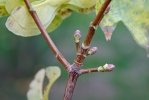 Norway Maple