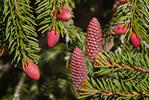 Norway Spruce