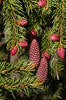 Norway Spruce