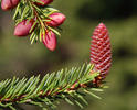 Norway Spruce