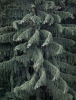 Norway Spruce