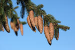 Norway Spruce