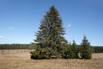 Norway Spruce