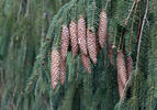 Norway Spruce