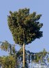 Norway Spruce