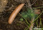 Norway Spruce