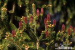 Norway Spruce