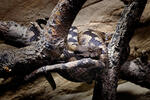 Nose-horned Viper