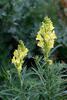 ntirrhinum linaria L. syn. Linaria intermedia Schur