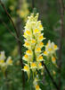 ntirrhinum linaria L. syn. Linaria intermedia Schur