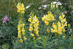 ntirrhinum linaria L. syn. Linaria intermedia Schur