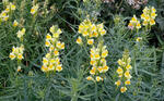 ntirrhinum linaria L. syn. Linaria intermedia Schur