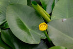 Nuphar lutea