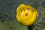 Nuphar lutea