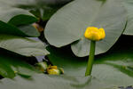 Nuphar lutea