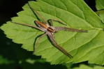 Nursery Web Spiders