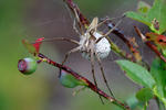 Nursery Web Spiders
