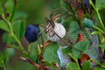 Nursery Web Spiders