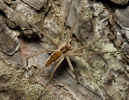 Nursery Web Spiders