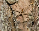 Nursery Web Spiders