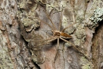 Nursery Web Spiders