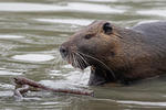 Nutria, Coypu