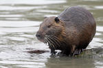 Nutria, Coypu