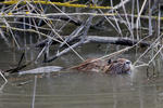 Nutria, Coypu