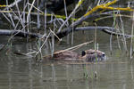 Nutria, Coypu