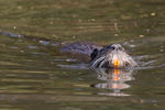 Nutria, Coypu