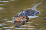 Nutria, Coypu