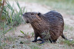 Nutria, Coypu