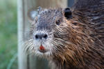 Nutria, Coypu