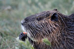 Nutria, Coypu