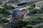 Nutria, Coypu