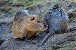 Nutria, Coypu