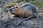 Nutria, Coypu