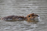 Nutria, Coypu