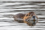 Nutria, Coypu