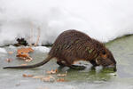 Nutria, Coypu