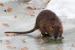 Nutria, Coypu