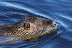 Nutria