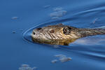 Nutria